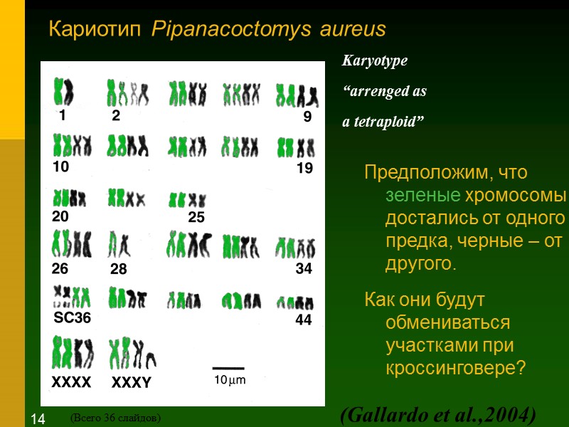 Кариотип Pipanacoctomys aureus  Предположим, что зеленые хромосомы достались от одного предка, черные –